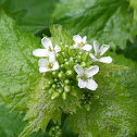 Garlic Mustard