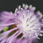 Knapweed