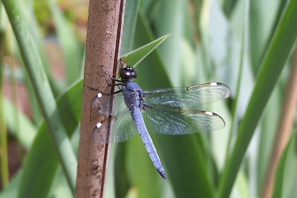 Spotting Image 1