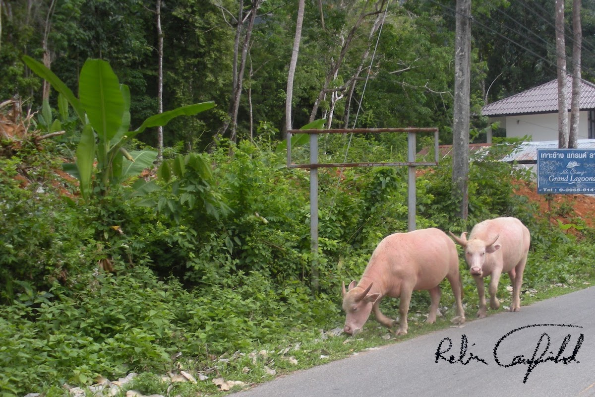 albino cow?