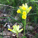 Primula veris - Tavaszi kankalin
