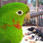White-eyed Parakeet
