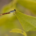 Damselfly