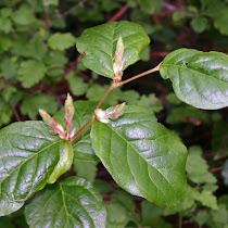 Forgotten Food Sources of the Pacific Northwest United States