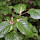 Forgotten Food Sources of the Pacific Northwest United States