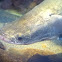 Arapaima