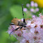 Red Longhorn Beetle