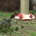 Anna's Hummingbird