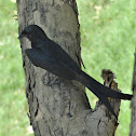 Black Drongo