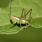 Cricket (nymph)