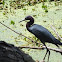 Little Blue Heron