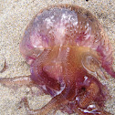 Medusa Acalefo luminiscente
