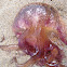 Medusa Acalefo luminiscente