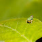 Candy-striped Leafhopper