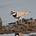 Little Ringed Plover
