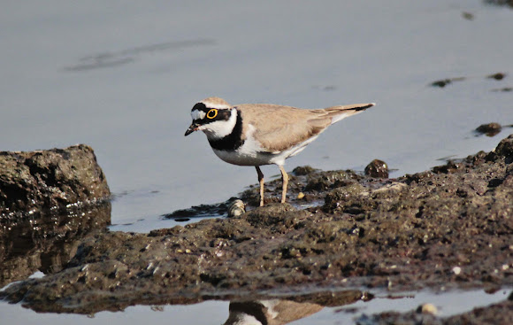 Spotting Image 1