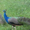 Peafowl