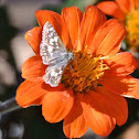 Common Checkered Skipper