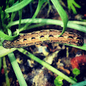 Yellow-striped army worm