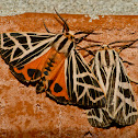 Phyllira tiger moth