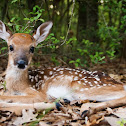 White-tailed Deer