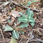 Downy Rattlesnake Orchid