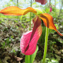 Pink Ladyslipper