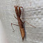 Praying Mantis