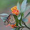 Monarch Butterfly