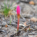 Rain Lily