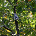 White-breasted Nuthatch