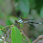 Blue fronted Dancer