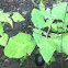 Eggplant