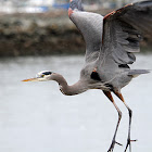Great Blue Heron