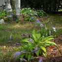 Hosta