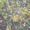 Birch Tree