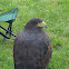 Falco