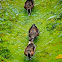 Ringed Teal Ducks