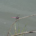 Dragonflies