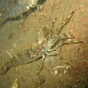 Dock shrimp