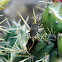 Cactus Bug