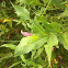 Pennsylvania Smartweed