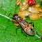 Coreid Nymph?