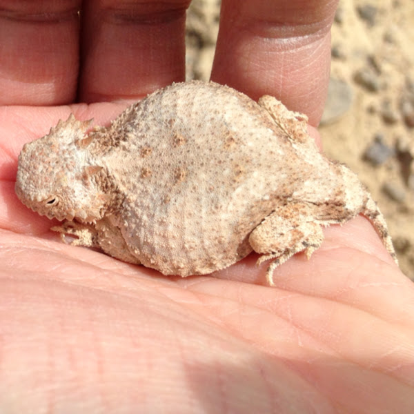 Roundtail Horned Lizard Project Noah