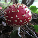 Amanite tue-mouches, Fausse Oronge, Fly Agaric, Légyölö galoca, Roter Fliegenpilz, Vliegenzwam