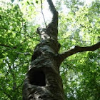 oak tree