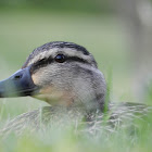 Mallard Ducks