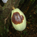 Cacao