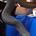 Tiger snake