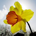 Daffodil